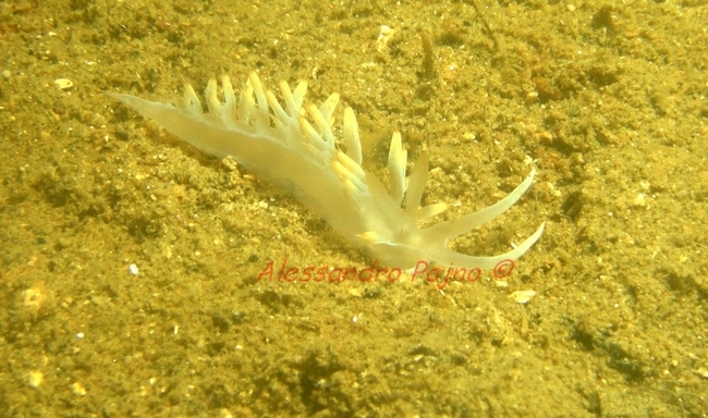 Flabellina babai Schmekel, 1972